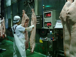 枝肉検査（豚）
