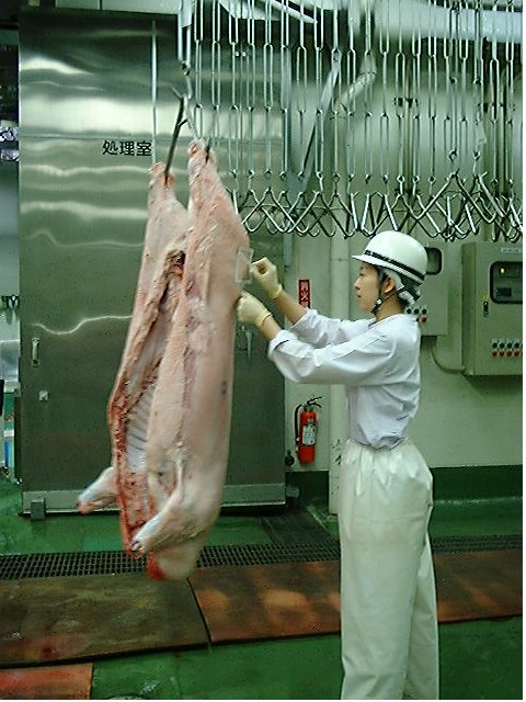 豚枝肉拭き取り検査風景