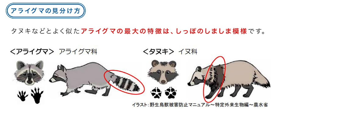 アライグマ見分け方